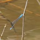 Image of Pseudagrion pacificum imported from iNaturalist.