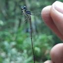 Image of Coeliccia bhriulieci imported from iNaturalist.