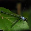 Image of Hypolestes hatuey imported from iNaturalist.