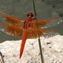 Image of Libellula saturata imported from iNaturalist.