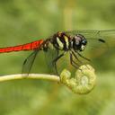 Image of Lyriothemis defonsekai imported from iNaturalist.