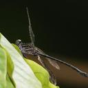 Image of Leptogomphus pasia imported from iNaturalist.