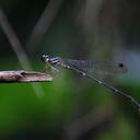 Image of Protosticta coomansi imported from iNaturalist.