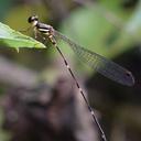 Image of Protosticta linduensis imported from iNaturalist.