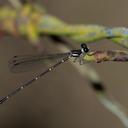 Image of Drepanosticta quadricornu