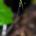 Image of Protosticta caroli imported from iNaturalist.