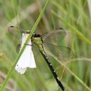 Image of Notogomphus moorei imported from iNaturalist.