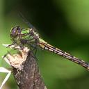 Image of Ophiogomphus susbehcha imported from iNaturalist.