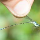 Image of Mesamphiagrion ecuatoriale imported from iNaturalist.