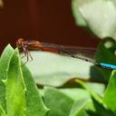 Image of Andinagrion garrisoni imported from iNaturalist.