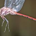 Image of Orthemis tambopatae imported from iNaturalist.