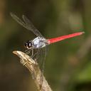 Image of Orthemis paulsoni imported from iNaturalist.