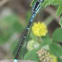 Image of Coenagrion angulatum imported from iNaturalist.