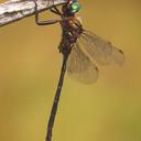 Image of Somatochlora incurvata imported from iNaturalist.