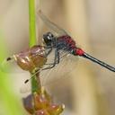 Image of Leucorrhinia patricia imported from iNaturalist.