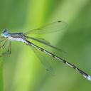 Image of Lestes australis imported from iNaturalist.