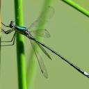 Image of Lestes inaequalis imported from iNaturalist.