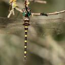 Image of Macromia illinoiensis imported from iNaturalist.