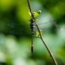 Swift River Cruiser male 