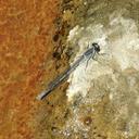 Image of Pseudagrion arabicum imported from iNaturalist.