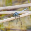 Image of Orthetrum boumiera imported from iNaturalist.