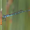 Image of Austrolestes aleison imported from iNaturalist.