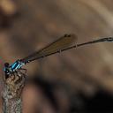 Image of Nososticta koongarra imported from iNaturalist.