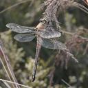 Image of Petalura hesperia imported from iNaturalist.