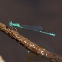 Image of Austroagrion pindrina imported from iNaturalist.