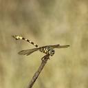 Image of Ictinogomphus dobsoni imported from iNaturalist.