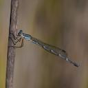 Image of Austrolestes minjerriba imported from iNaturalist.