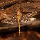 Hemicordulia koomina