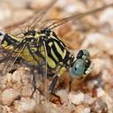 Image of Austrogomphus cornutus imported from iNaturalist.