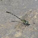 Image of Hemigomphus theischingeri imported from iNaturalist.