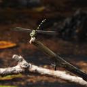 Image of Ictinogomphus paulini imported from iNaturalist.