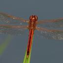 Image of Libellula needhami imported from iNaturalist.