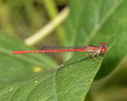 Male Duckweed Firetail