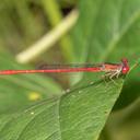 Image of Telebasis byersi