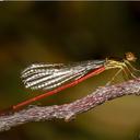 Image of Protoneura sanguinipes imported from iNaturalist.