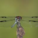 Image of Libellula axilena imported from iNaturalist.