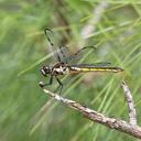 Image of Libellula axilena