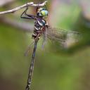 Image of Somatochlora calverti imported from iNaturalist.