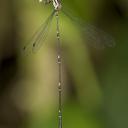 Image of Perilestes kahli imported from iNaturalist.