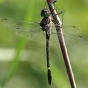 Image of Macromia alleghaniensis imported from iNaturalist.