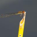 Image of Acanthagrion adustum imported from iNaturalist.