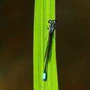 Image of Acanthagrion indefensum imported from iNaturalist.