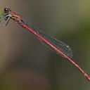 Image of Neoneura esthera imported from iNaturalist.