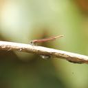 Image of Neoneura myrthea imported from iNaturalist.