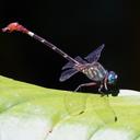 Image of Erpetogomphus sabaleticus imported from iNaturalist.