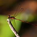 Image of Heteragrion alienum imported from iNaturalist.